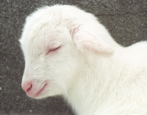 Animal Baby Cute Lamb White Image Favim