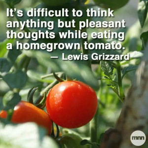 ... pleasant thoughts while eating a homegrown tomato.