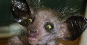 Ugly Animal Pictures Animal Pictures for Kids with Captions to Color ...