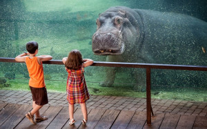 hippopotamus makes eye contact with two young visitors at a zoo in ...