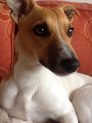 Jack Russell Terrier Love Dogs