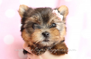 Sale Yorkie Puppy For Puppies