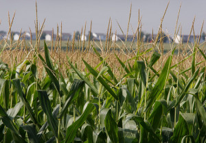 Corn futures set for 5-month low with stocks up 39% from a year ago