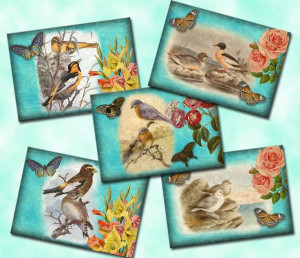 Vintage bird cards. I love them.