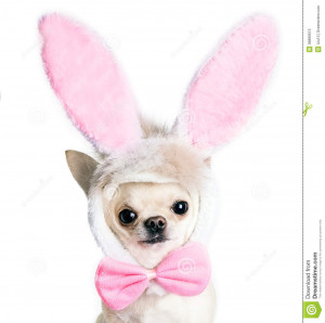 Chihuahua Dog Funny Costume Easter Hare Isolated