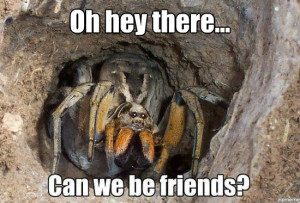 Friendly Spider Memes!