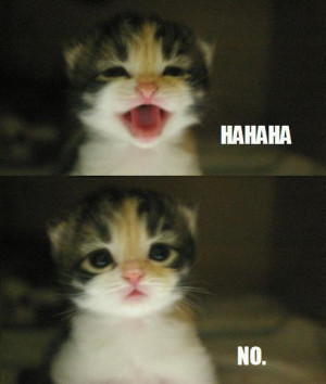 cat, cute, funny, hahaha, laugh