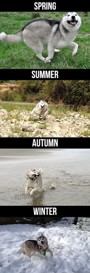 Husky During The Different Seasons