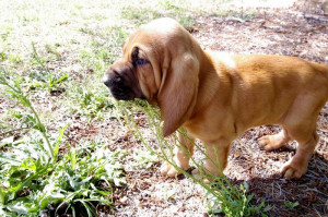Young Bloodhound Puppy Picture