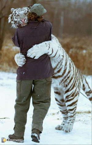 image tigre blanc homme calin humour insolite