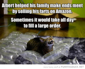 funny cats that fart