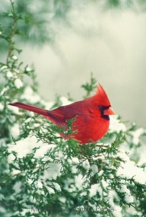 Red cardinal - He's all dressed up for christmas