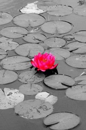 Related Pictures lotus flower facebook cover timeline photo banner for