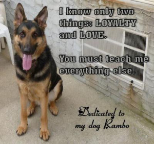 Loyalty and Love: My German Shepherd Dog, Rambo