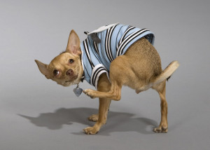 Funny Chihuahua