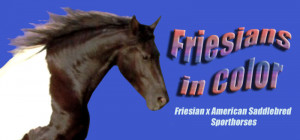 Chubasco, the all time leading Saddlebred sire ranked by Grand ...