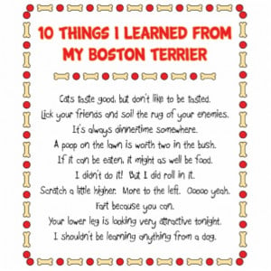 Funny Things I Learned From My Boston Terrier Photo Cut Out