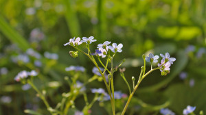 White forget-me-not background