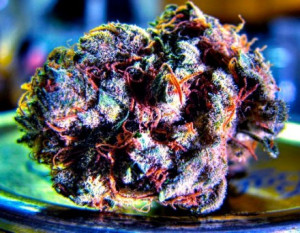 November 2, 2013 0 Comments bud , purple haze