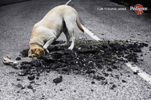Pedigree commercial - for strong dogs, dog digging in road, very funny ...