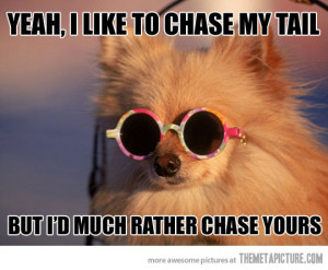 funny cool dog pomeranian sunglasses