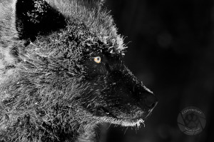 wolf pictures wolf pictures a frost covered black wolf portrait