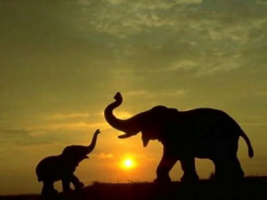 beautiful wallpaper that shows a Mother Elephant playing with her baby ...
