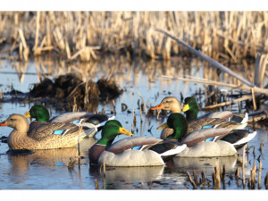 Need duck decoys? GHG Hot Buys $24.99 - Sale ends Nov 12th 11pm PST