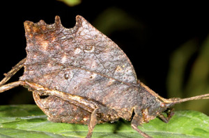truest-facts-about-the-leaf-mimic-katydid-1-10075-1377048033-0_big.jpg