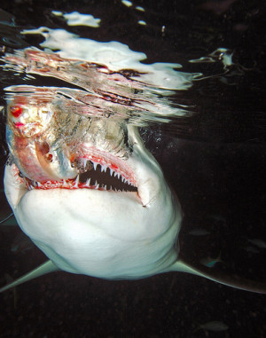 ... Lemon shark was photographed taking a piece of bait in the Bahamas