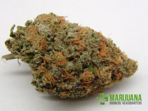 Purple Kush Marijuana Growers