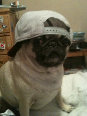 of a pug dog can be tough, here’s Beaker, who’s a really cool Pug ...