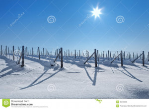Vineyards covered with white snow under clear blue sky with bright sun ...