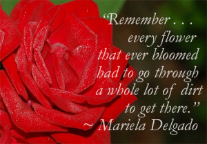 Red rose with inspirational quote