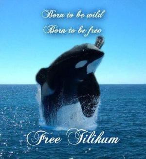 Tilikum help free him by Maiden11976