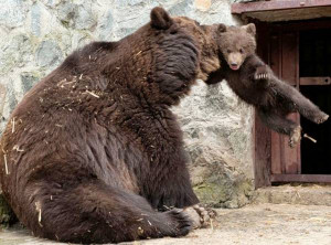 Angry Mother Bear Photos