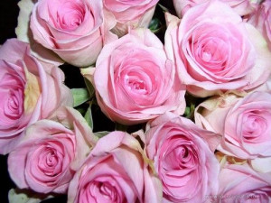 ... propagation roses hardwood