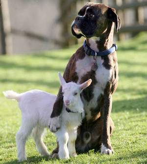 Boxer dog adopts a goat