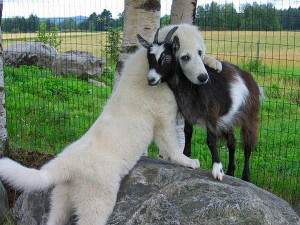 Cute Dogs and Their Even Cuter Baby Goat Friends