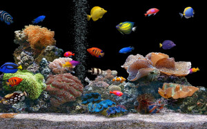 Home Browse All Colorful Tropical Tank