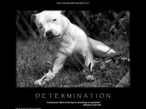 Thread: Pit Bull Motivational Poster