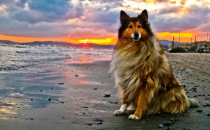 herding-dog-on-beach-at-sunset-232308
