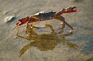 Crab Walking