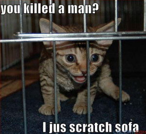 LOLCats - You Killed A Man? I Just Scratch Sofa