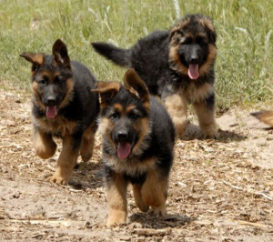 brown and black german shepherd puppies black german shepherd puppies