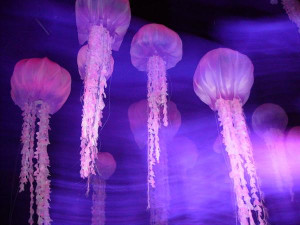 Finding Nemo Jellyfish