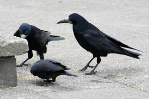 Rook Horizontaal Uit...