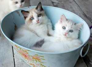 Cuddle buddies. - Show Viral