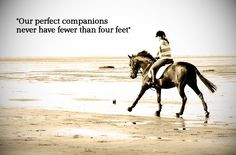 famous quotes horse beach horse riding more horses crazy famous quotes ...