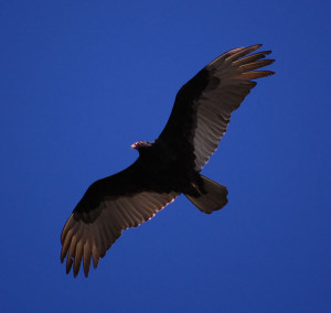 Turkey Buzzard: